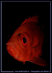 Just love these fishes.... :O) a "Priacanthe de Bloch"... by Michel Lonfat 